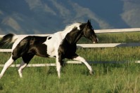 American Paint horse American Paint horse